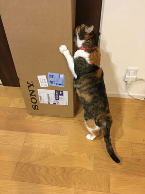 nyanko-2527.jpg