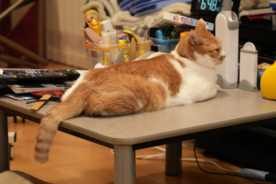 nyanko-3349.jpg
