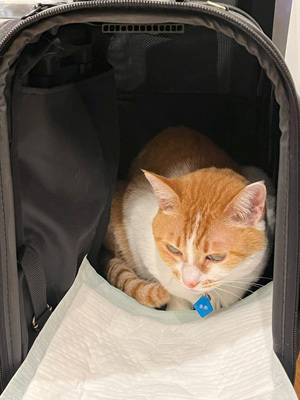 nyanko-3674.jpg