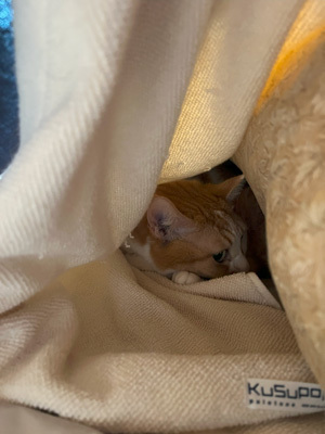 nyanko-3675.jpg