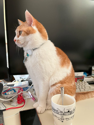 nyanko-3676.jpg