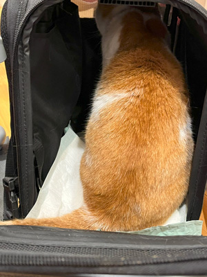 nyanko-3706.jpg