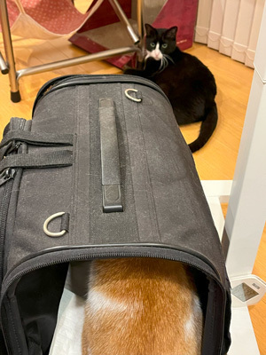 nyanko-3707.jpg