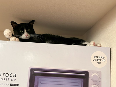 nyanko-3709.jpg