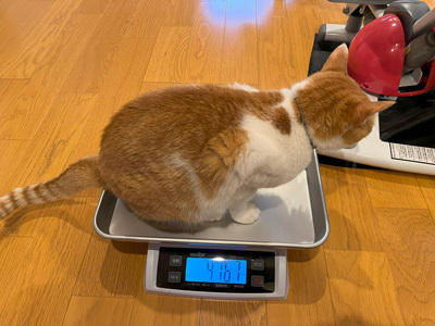 nyanko-3727.jpg