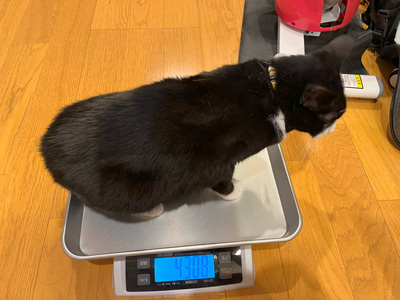 nyanko-3744.jpg