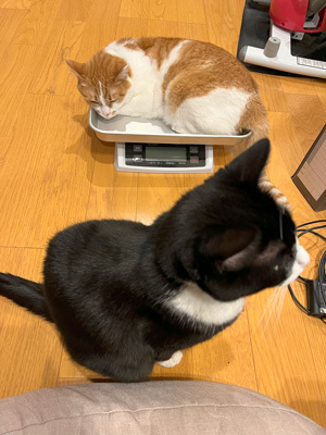 nyanko-3772.jpg