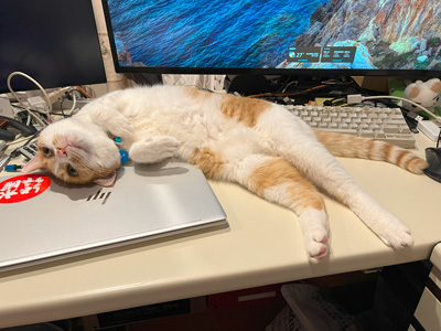 nyanko-3773.jpg