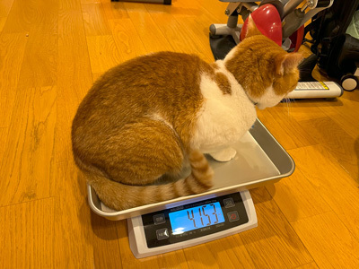 nyanko-3793.jpg