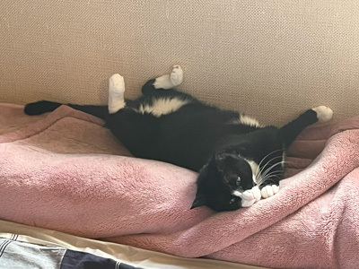 nyanko-3803.jpg
