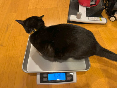 nyanko-3805.jpg
