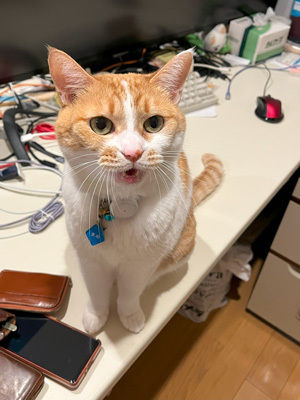 nyanko-3806.jpg