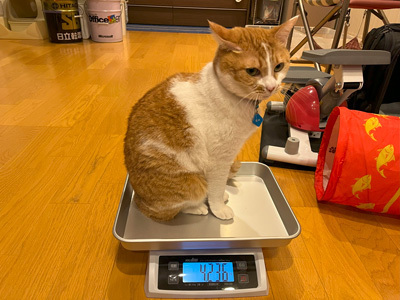 nyanko-3821.jpg
