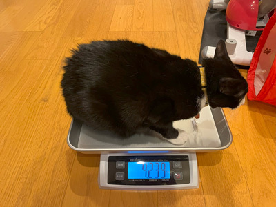 nyanko-3822.jpg
