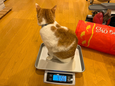 nyanko-3835.jpg