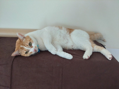 nyanko-3854.jpg