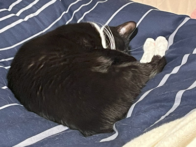 nyanko-3857.jpg