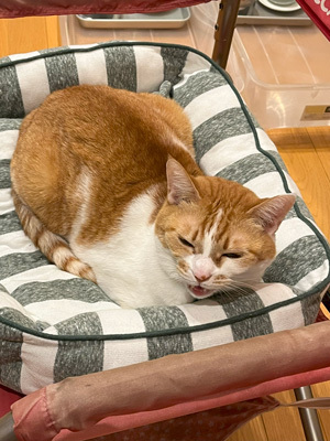 nyanko-3875.jpg