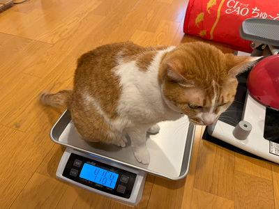 nyanko-3897.jpg