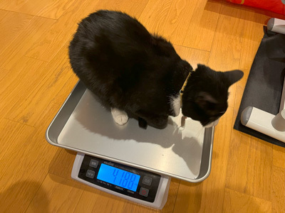 nyanko-3898.jpg