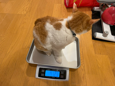 nyanko-3899.jpg