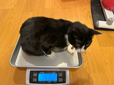 nyanko-3900.jpg