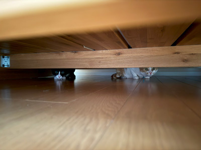 nyanko-3907.jpg