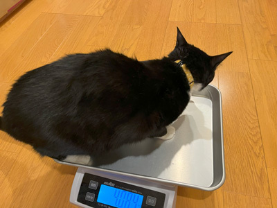 nyanko-3924.jpg