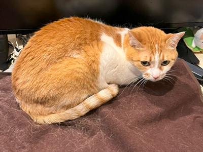 nyanko-3927.jpg