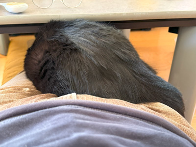 nyanko-3928.jpg