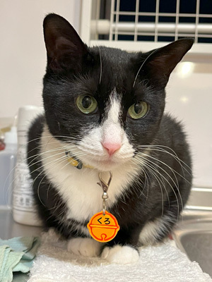 nyanko-3933.jpg