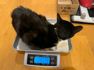 nyanko-3935.jpg